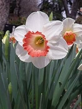 Daffodil Seeds for Planting: White and Red Blooms