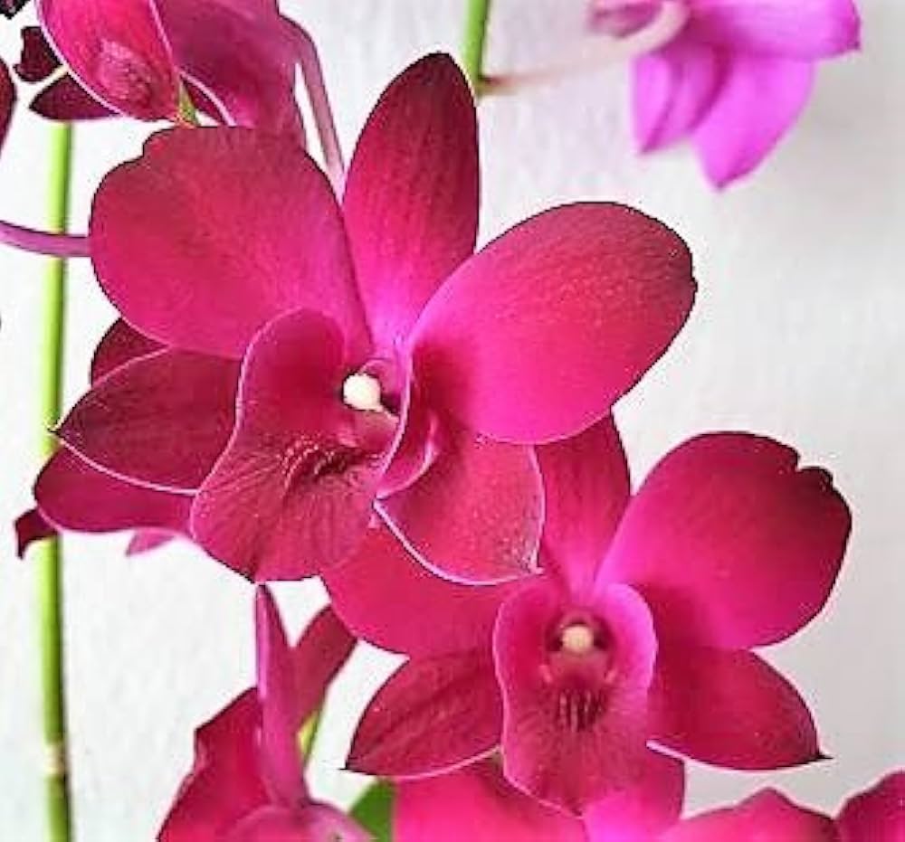 Red Butterfly Orchid Flower seeds for Planting - Bright Blooms, Heirloom & GMO Free Seeds for Home Garden