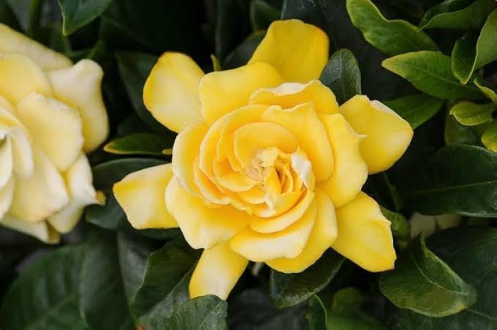 Yellow Gardenia Flower Seeds for Planting Bright Blooms Heirloom & GMO Free Seeds for Home Garden
 
 Sale