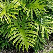 Philodendron Flower seeds for Planting - Shade Tolerant, Heirloom & GMO Free Seeds for Home Garden
 
 Sale for planting in home garden.