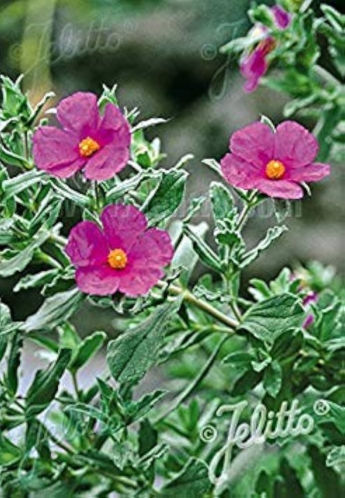 Tauric Rock Rose Helianthemum tauricum Flower Seeds for Planting in Rock Garden Heirloom Non-GMO Seeds