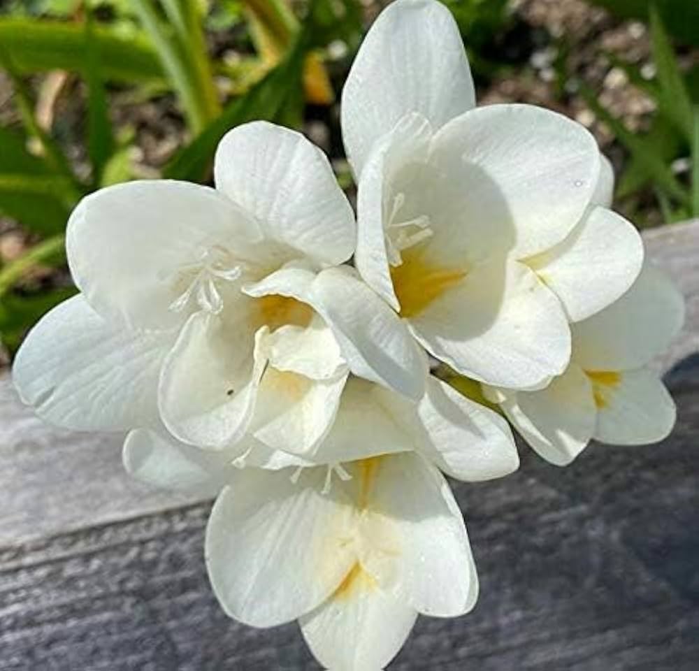 White Freesia Indoor Potted Flower Seeds