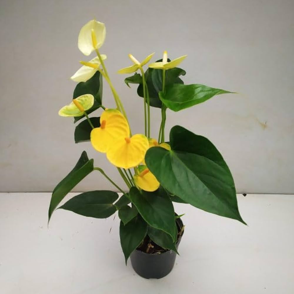 Yellow Anthurium Andraeanu Flower seeds for Planting - Vibrant Colors, Heirloom & GMO Free Seeds for Home Garden