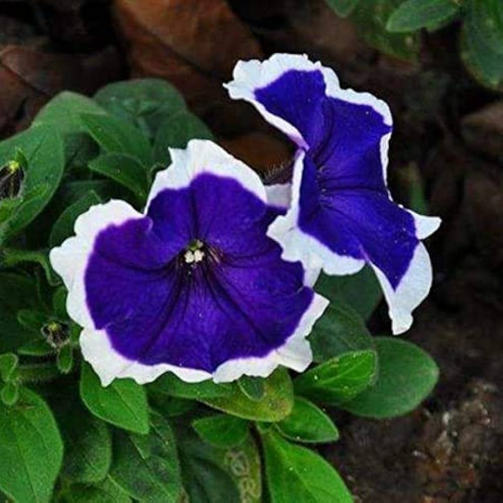 Petunia Pelletierte Frost Kirsche Petunia Samen