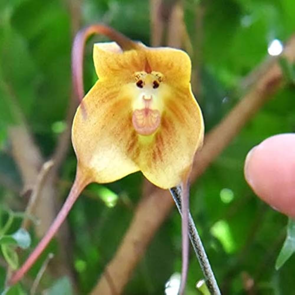 Mixed Monkey Face Orchid Flower seeds for Planting - Cut Flower Favorite, Heirloom & GMO Free Seeds for Home Garden
