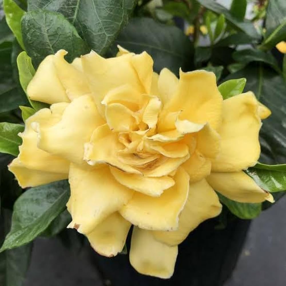 Yellow Gardenia Flower Seeds for Planting Bright Blooms Heirloom & GMO Free Seeds for Home Garden
 
 Sale