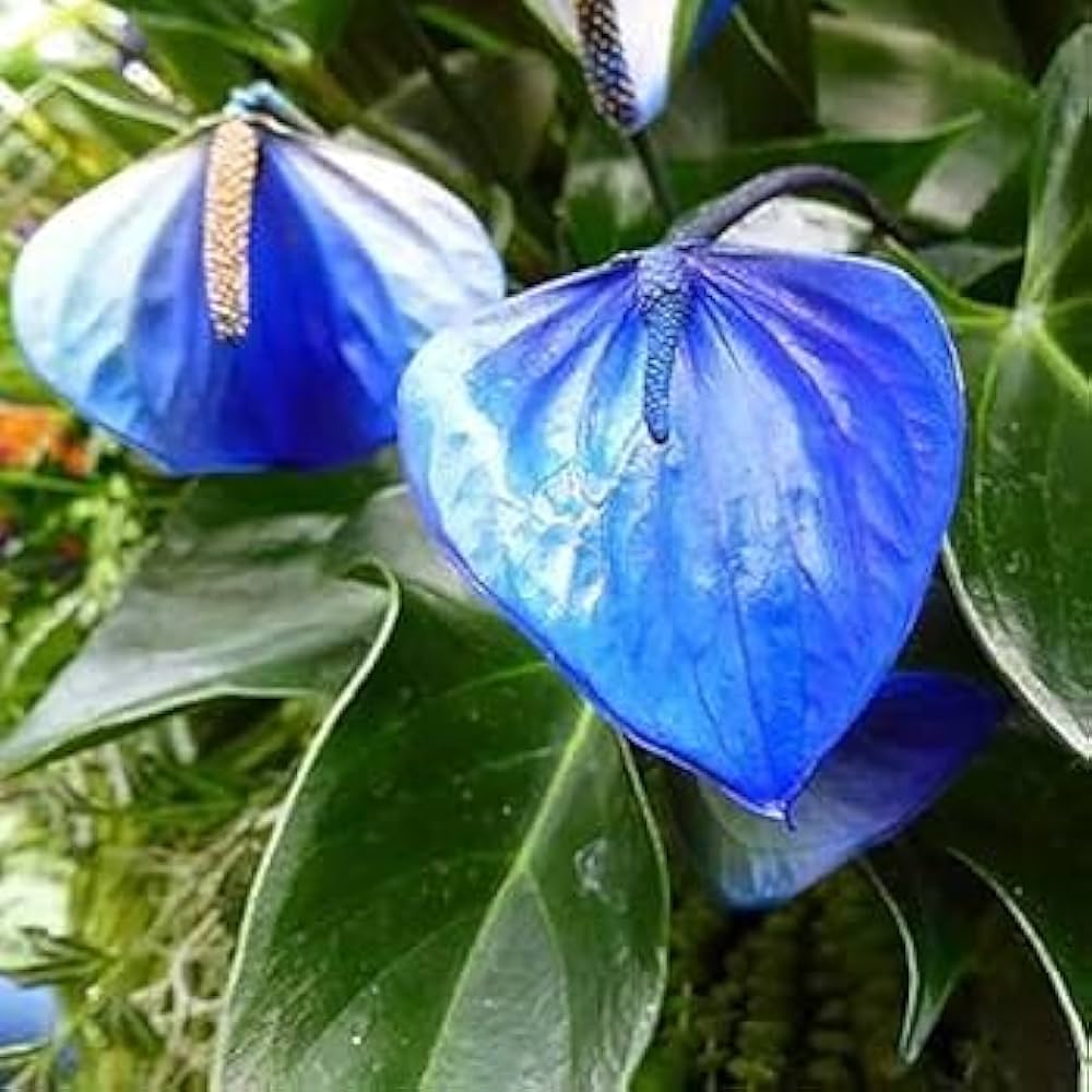 Blue Anthurium Perennial Flower Seeds for Planting Fragrant Blossoms Heirloom & GMO Free Seeds for Home Garden  Sale