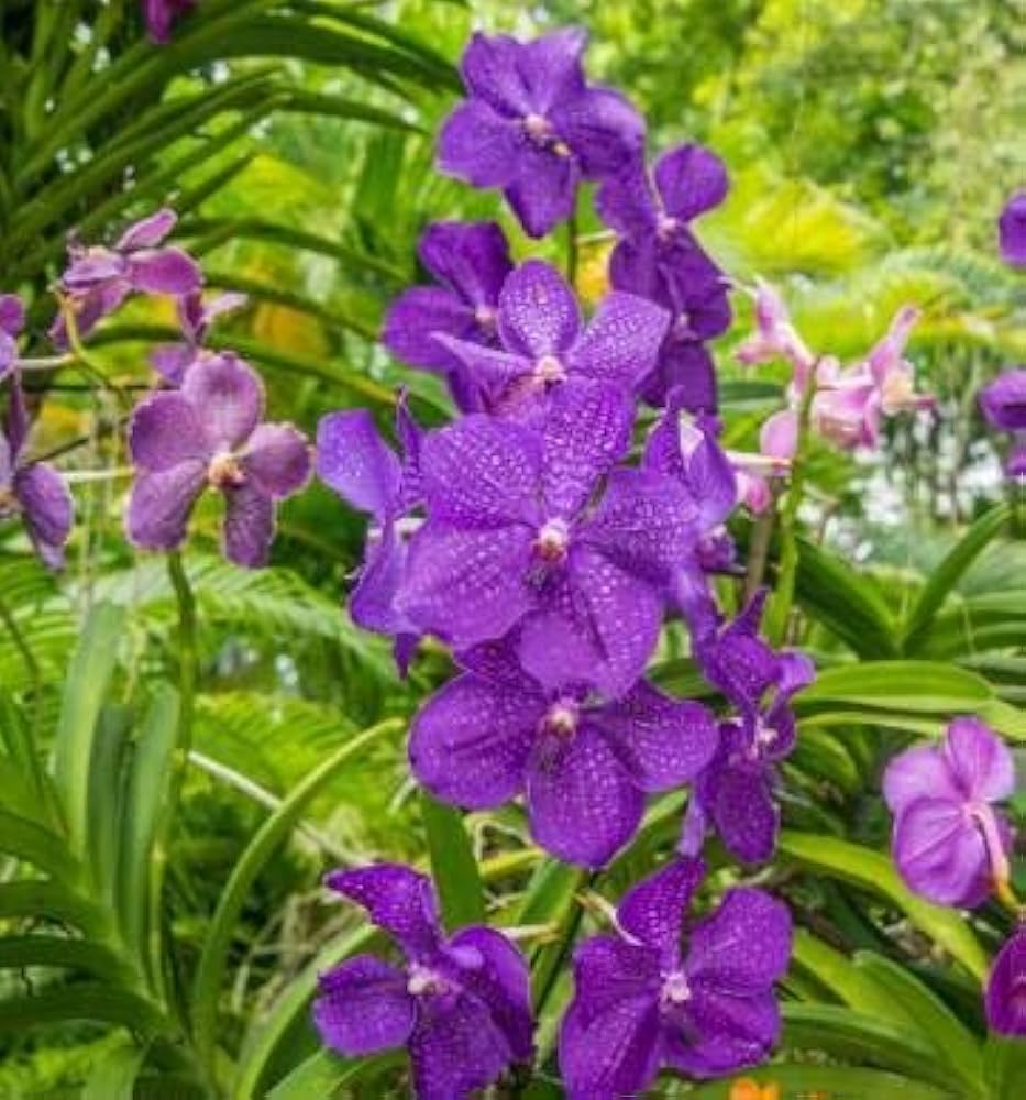 Purple Ascocentrum Flower seeds for Planting - Low Maintenance, Heirloom & GMO Free Seeds for Home Garden