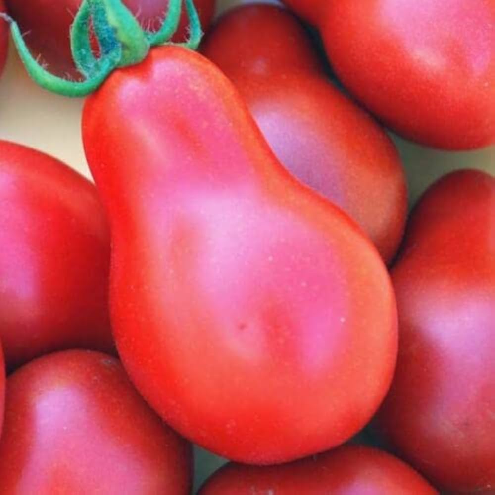 Red Grushovka Tomato Seeds for Planting