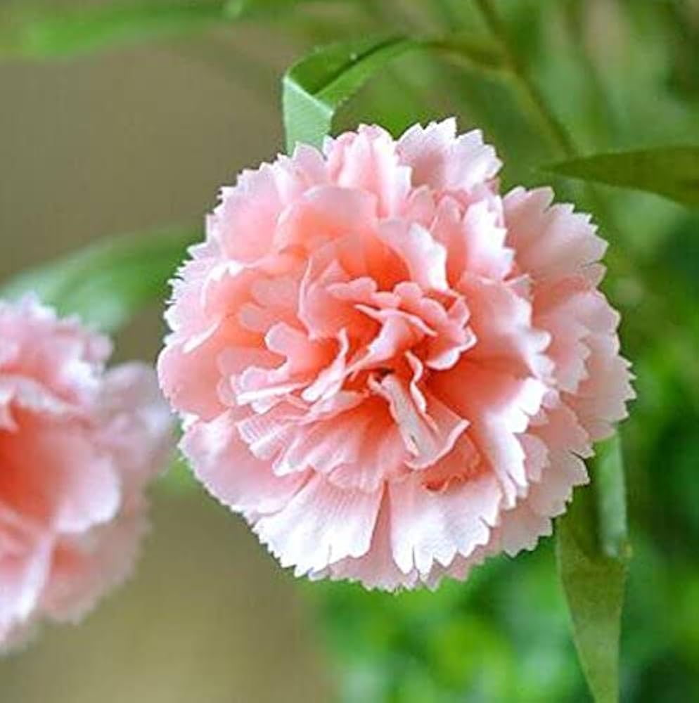 Rare Carnation Dianthus caryophyllus Seeds for Planting - Perfect for Flower Bed & Home Garden