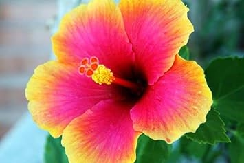 Hibiscus Flower seeds for Planting - Compact Growth, Heirloom & GMO Free Seeds for Home Garden
 
 Sale for planting in home garden.