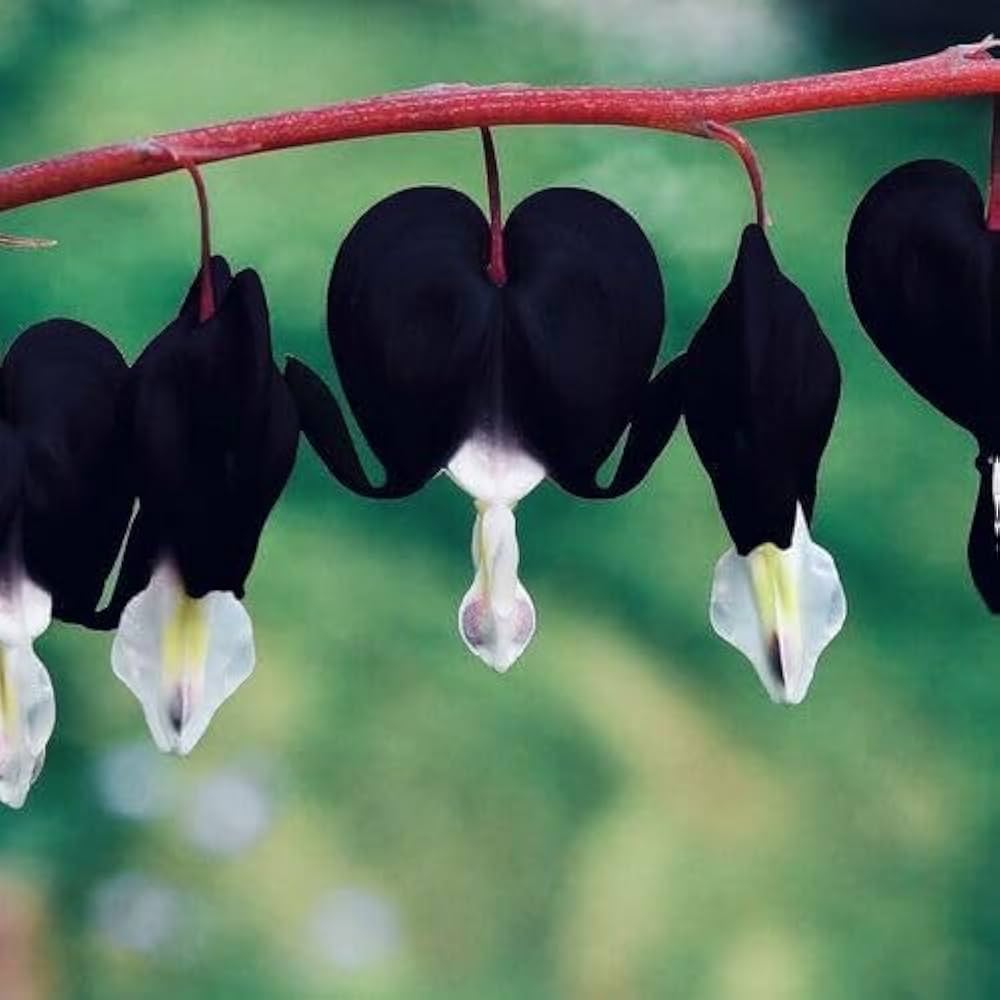 Black Heart Flower seeds for Planting - Cut Flower Favorite, Heirloom & GMO Free Seeds for Home Garden