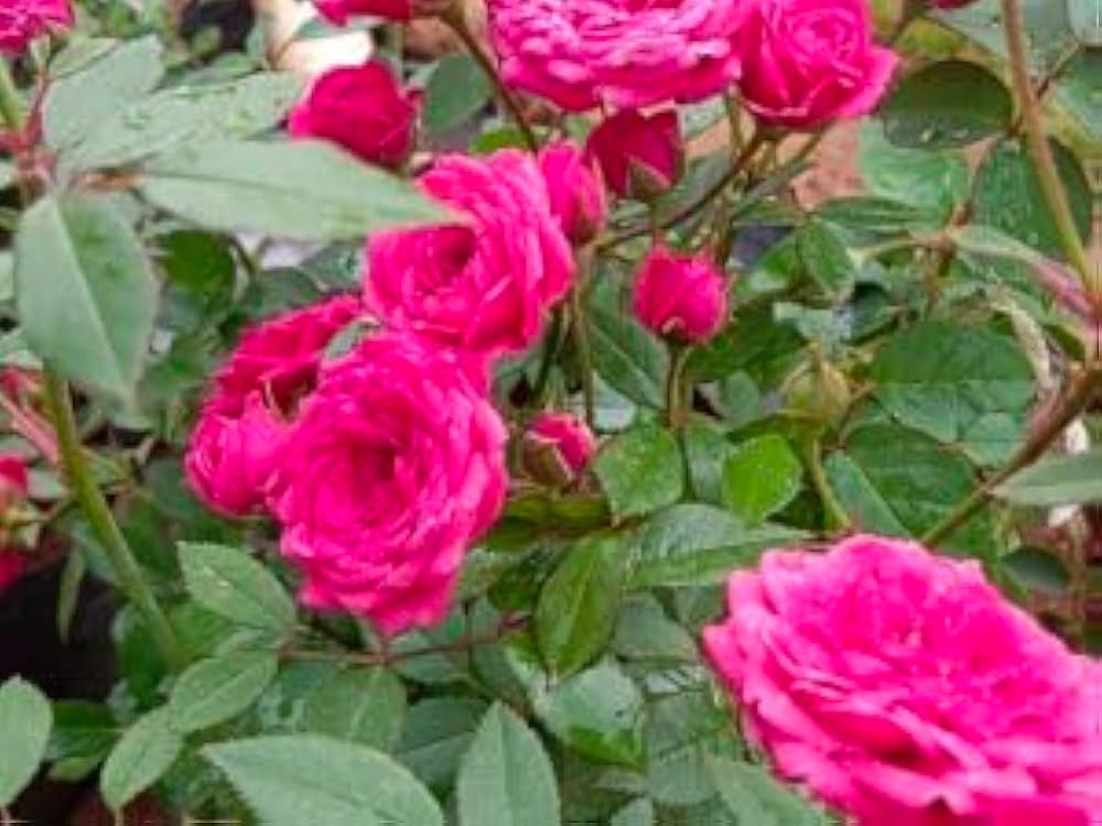 Pink Home Garden Rose Flower Seeds for Planting Easy to Grow Heirloom & GMO Free Seeds for Home Garden
 
 Sale