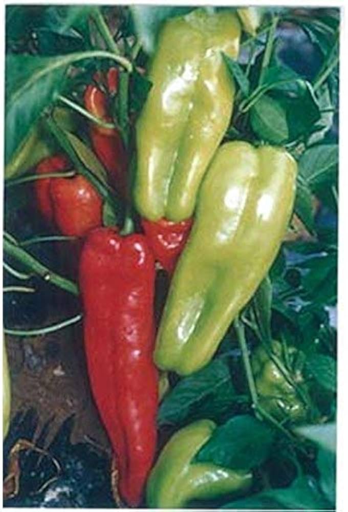 Sweet Gypsy Pepper Vegetable Seeds for Planting