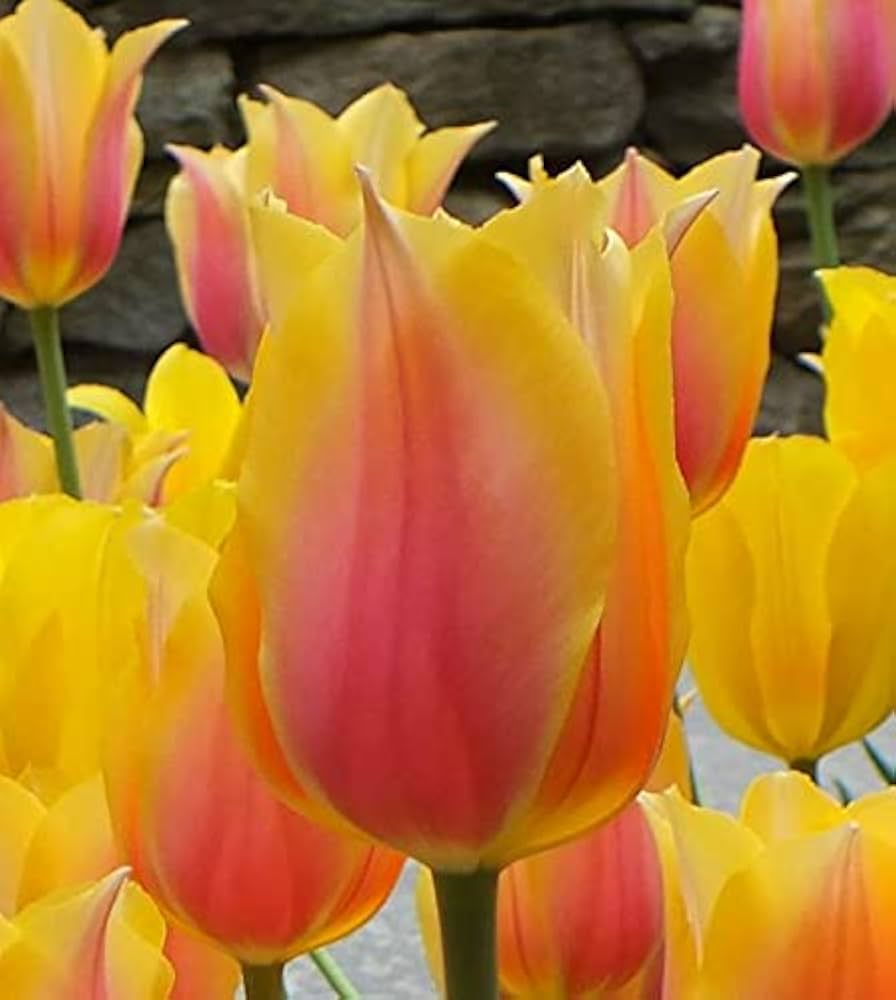 Yellow Pink Tulip Flower seeds for Planting - Wildflower Mix, Heirloom & GMO Free Seeds for Home Garden