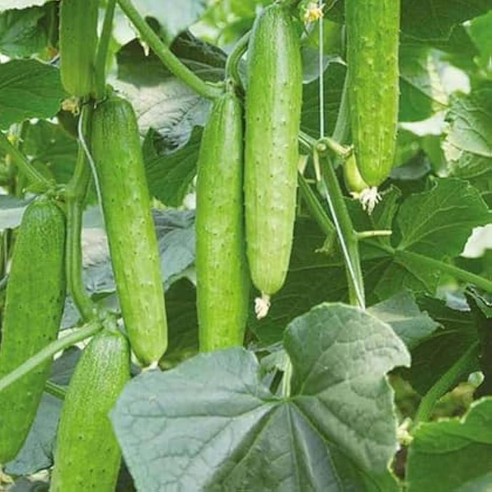 Dutch Small Cucumber Seeds for Planting Cucumis sativus for vegetable patch and urban gardens