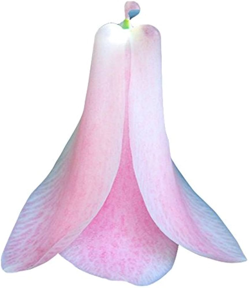 Chilean Bellflower Seeds (Lapageria Rosea) for Rare Garden Blooms