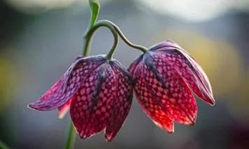 Rainbow Narcissus Flower Seeds – Shade Tolerant Heirloom NonGMO Seeds for Home Garden
 
 Sale for planting in home garden