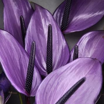 Violet Anthurium Andraeanum Flower seeds for Planting - Premium Quality, Heirloom & GMO Free Seeds for Home Garden
 
 Sale for planting in home garden.