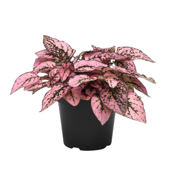 Pink Hypoestes Splash Flower seeds for Planting - Fragrant Blossoms, Heirloom & GMO Free Seeds for Home Garden