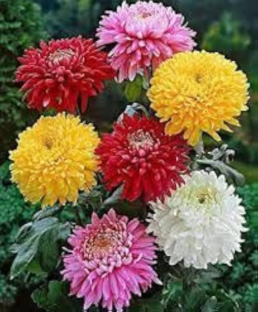 Chrysanthemum Seeds for Planting Chrysanthemum Morifolium flower bed autumn garden