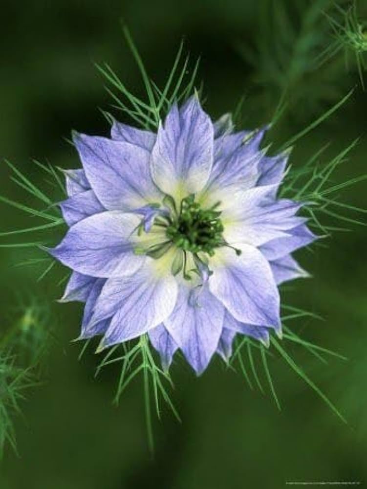 Love-in-a-Mist Flower Seeds for Planting  Nigella Damascena