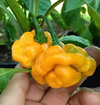 Trinidad Moruga Orange Seeds for Planting