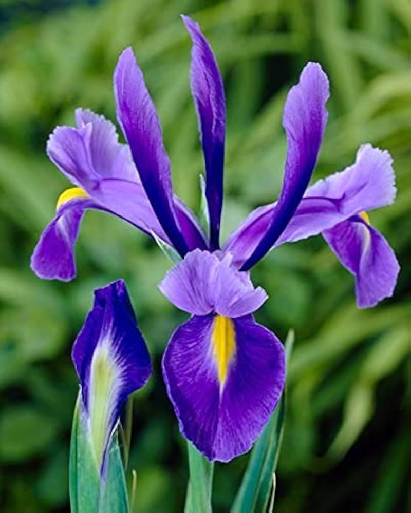 Blue Iris Seeds for Planting Heirloom Non-GMO Seeds