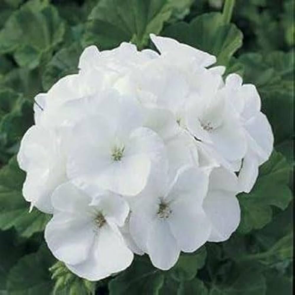 White Geranium Flower Seeds Pelargonium spp. for Planting in Window Boxes and Urban Garden