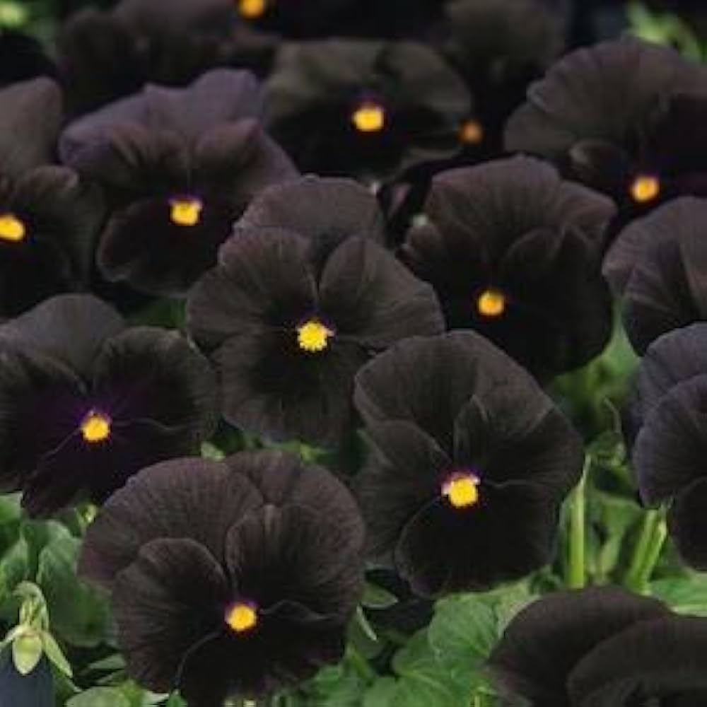Black Pansy Viola tricolor Seeds for Planting - Perfect for Flower Bed & Urban Garden