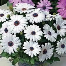 White Osteospermum Flower seeds for Planting - Bright Blooms, Heirloom & GMO Free Seeds for Home Garden
 
 Sale for planting in home garden.
