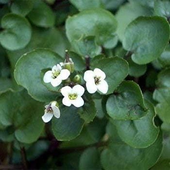 Green Nasturtium Flower seeds for Planting - Shade Tolerant, Heirloom & GMO Free Seeds for Home Garden
 
 Sale seeds for planting in home garden