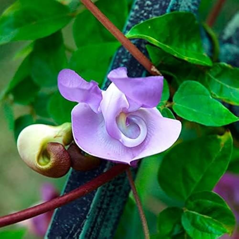 Vigna Caracalla Flower Seeds For Planting