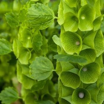 Plant Bells Of Ireland Seeds For Lucky Blooms Seeds