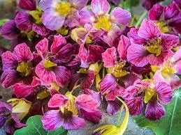 Black Gloxinia Flower Seeds for Planting Garden Favorite Heirloom & GMO Free Seeds for Home Garden
 
 Sale for planting in home garden