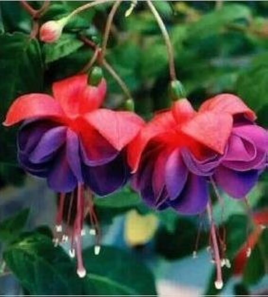 Fuchsia & Begonia Fuchsia spp. & Begonia spp. Seeds for Planting - Ideal for Hanging Baskets & Flower Bed