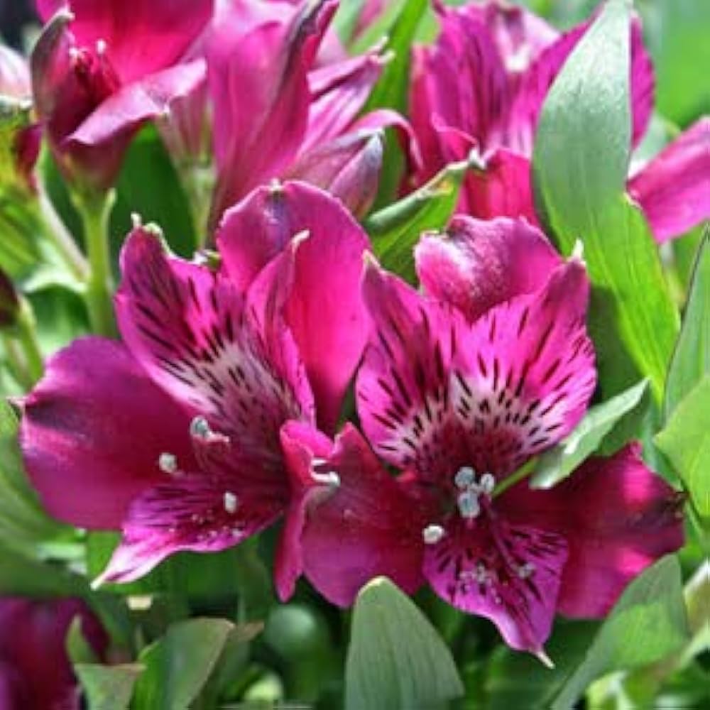 Pink Alstroemeria Flower seeds for Planting - Vibrant Colors, Heirloom & GMO Free Seeds for Home Garden