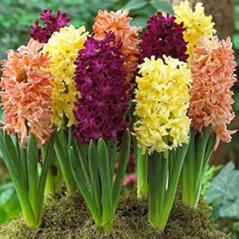 Hyacinth Hyacinthus orientalis Seeds for Planting in Hydroponic Garden and Flower Pot