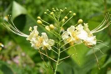 Mixed Primula Flower Seeds – Wildflower Mix Heirloom & NonGMO Seeds for Planting Home Gardens
 
 Sale for planting in home garden