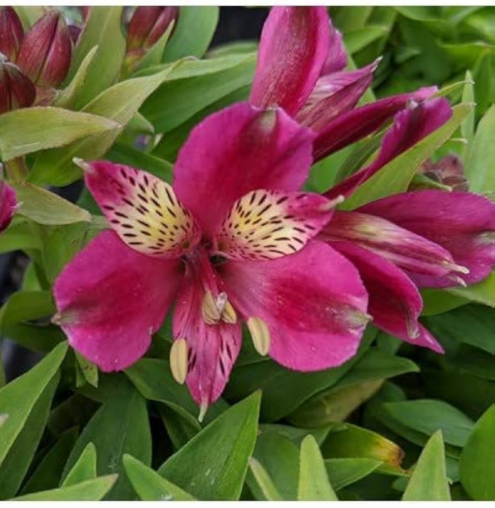 Pink Alstroemeria Flower seeds for Planting - Vibrant Colors, Heirloom & GMO Free Seeds for Home Garden