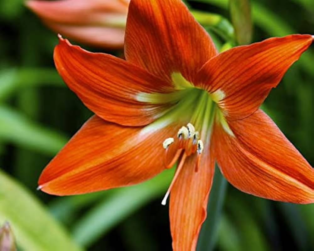 Amaryllis & Barbados Lily Seeds for Planting in Home Garden & Flower Bed