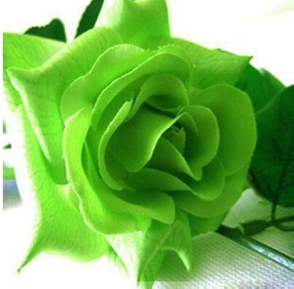 Green Rose Rosa chinensis Seeds for Planting - Perfect for Flower Bed & Urban Garden
