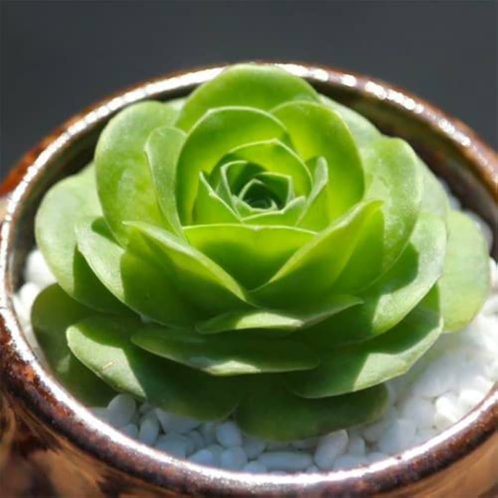 Greenovia Flower Seeds for Planting - Gorgeous Perennial Blooms for Your Garden - Evergrowseeds