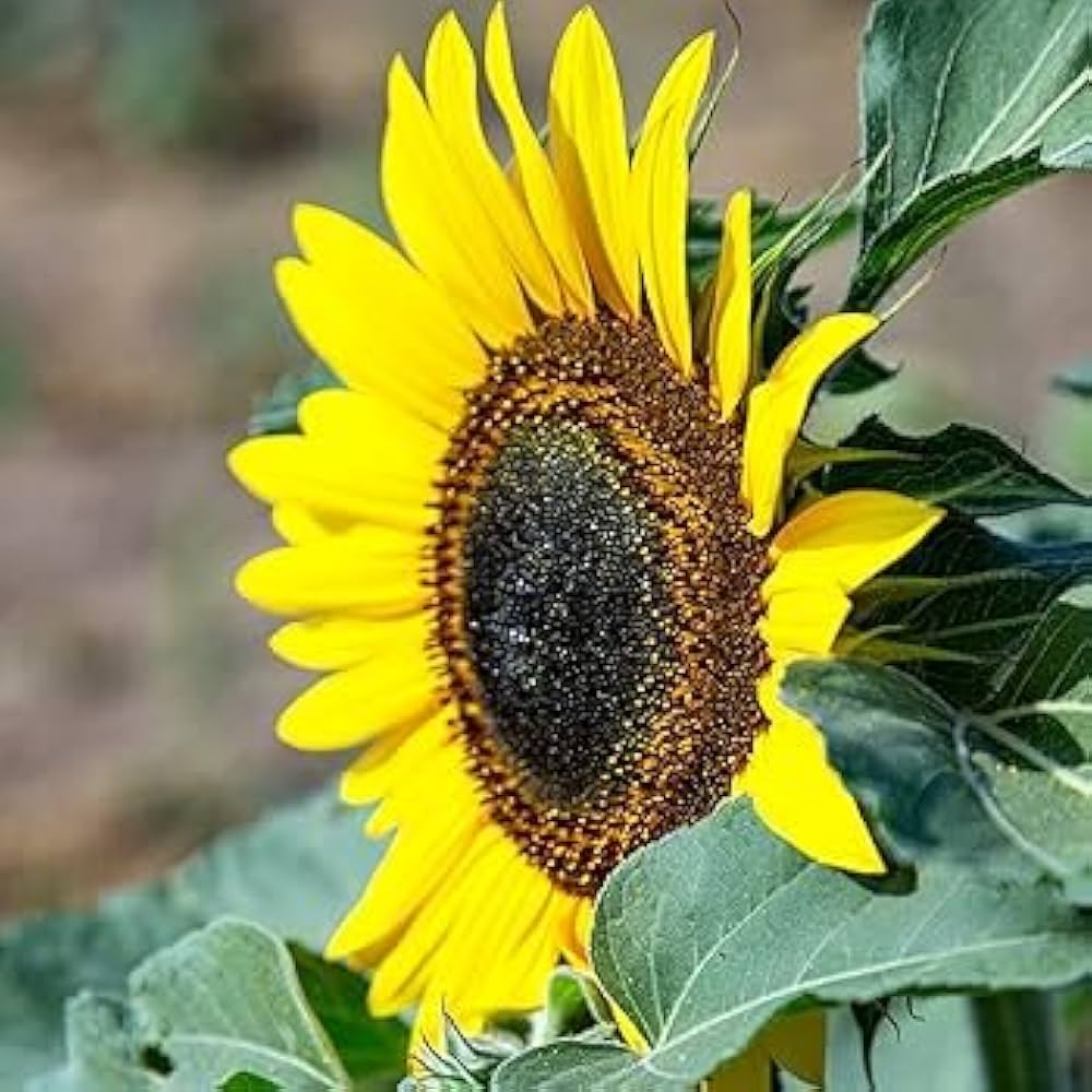 Giant Sunflower Seeds for Planting Helianthus Annuus flower bed pollinator strip