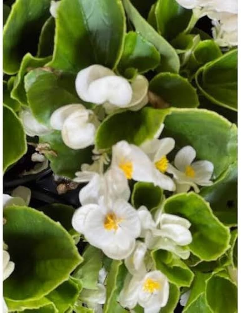 Pelleted Begonia Hot Tip White Seeds