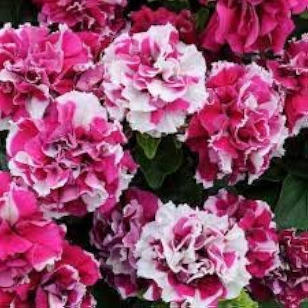 Petunia Seeds for Containers and Flower Beds