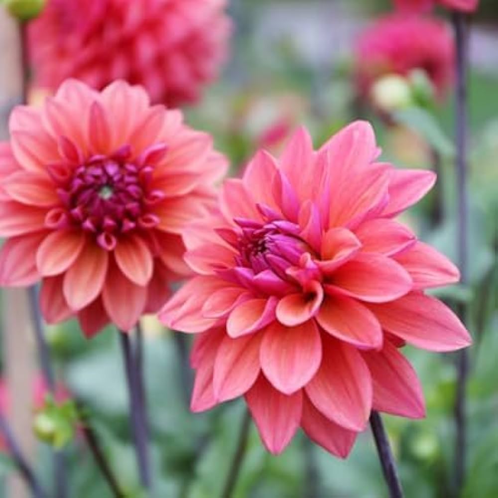 Dahlia Dahlia spp. Seeds for Planting - Great for Flower Bed & Urban Garden