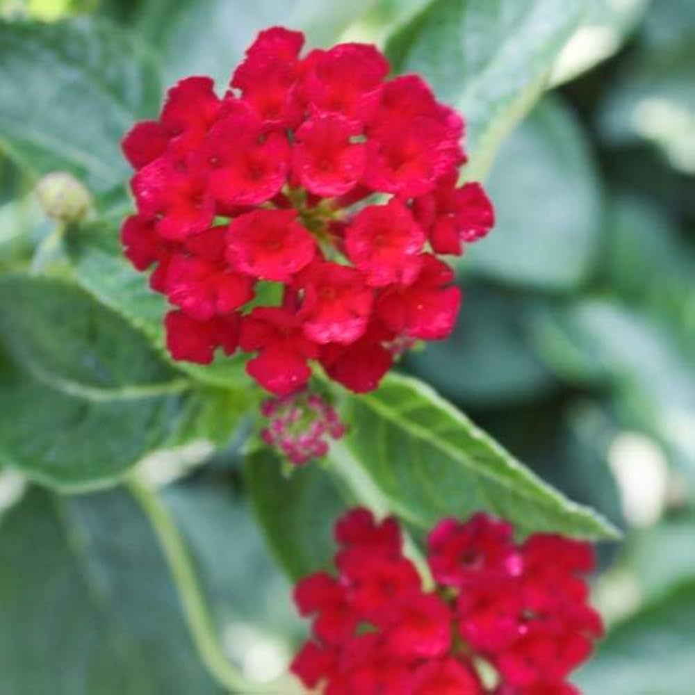 Lantana Seeds for Planting Lantana Camara flower bed patio garden