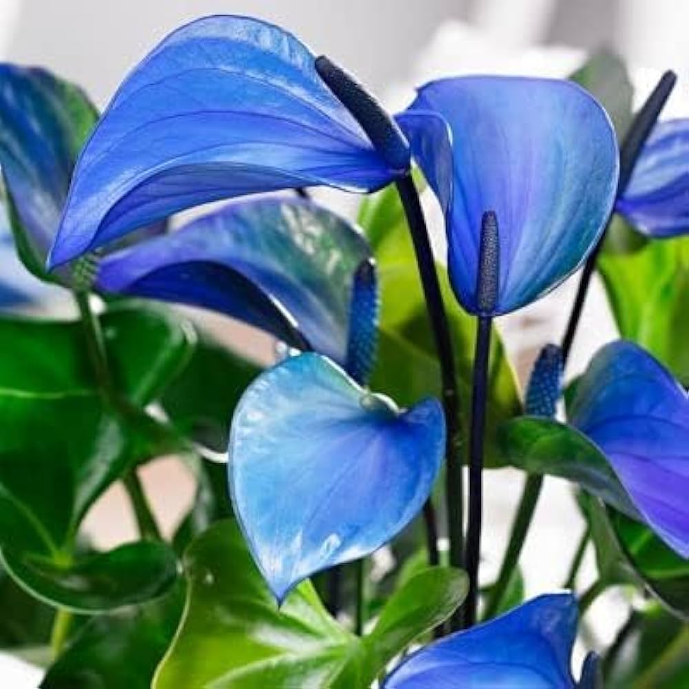 Blue Anthurium Linden Flower Seeds for Planting Seasonal Bloomer Heirloom & GMO Free Seeds for Home Garden
 
 Sale