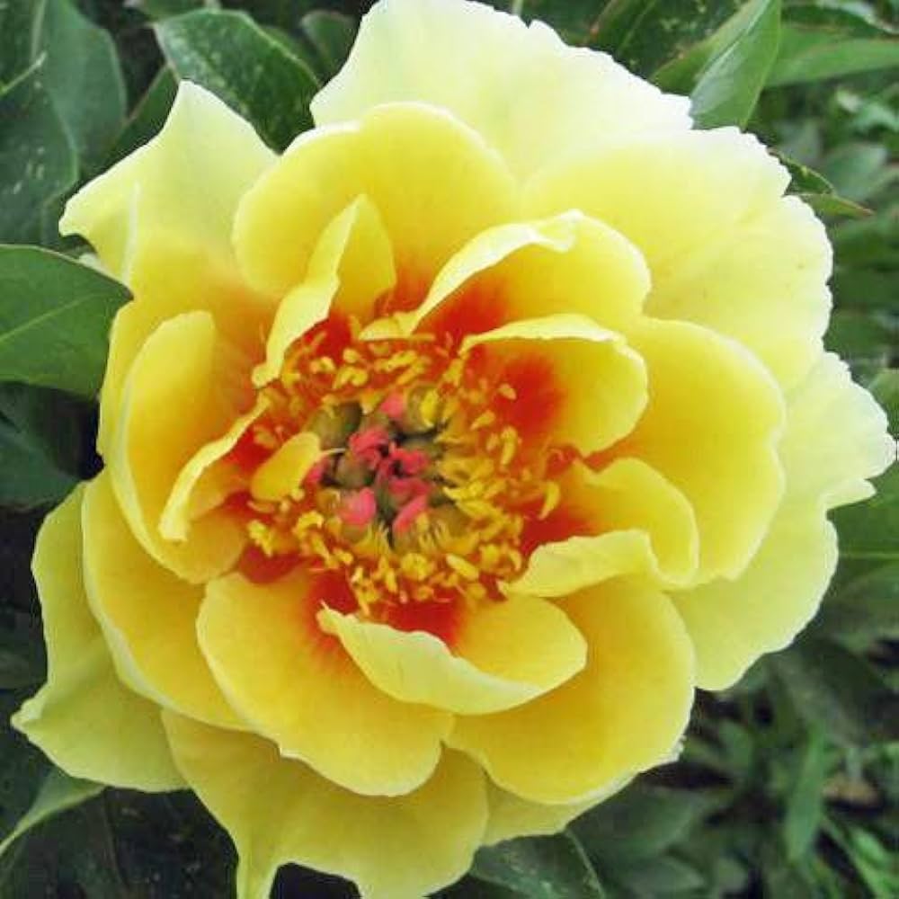 Yellow Peony Flower Seeds for Planting
